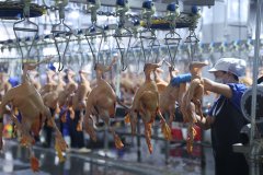 过冷链车运往贵阳（贵安）200多店